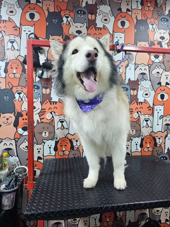 Perro grande blanco y negro con un pañuelo morado