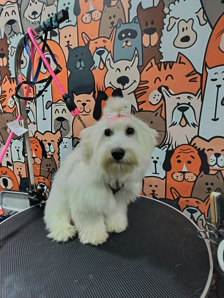 Perro blanco esponjoso con un moño rosa